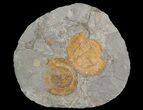 Two Orange Declivolithus Trilobite (Pos/Neg Split) Morocco #92485-3